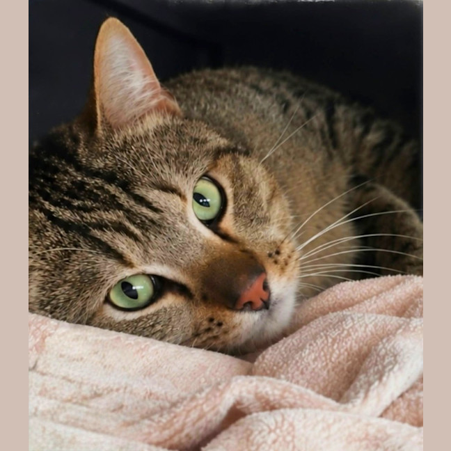 Photo of Tiger