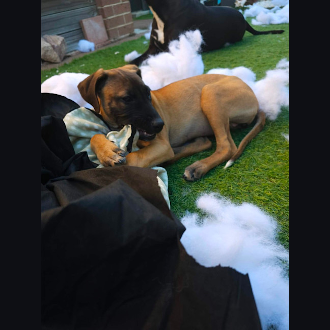Photo of Nala