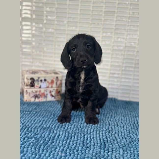 Photo of Daisy