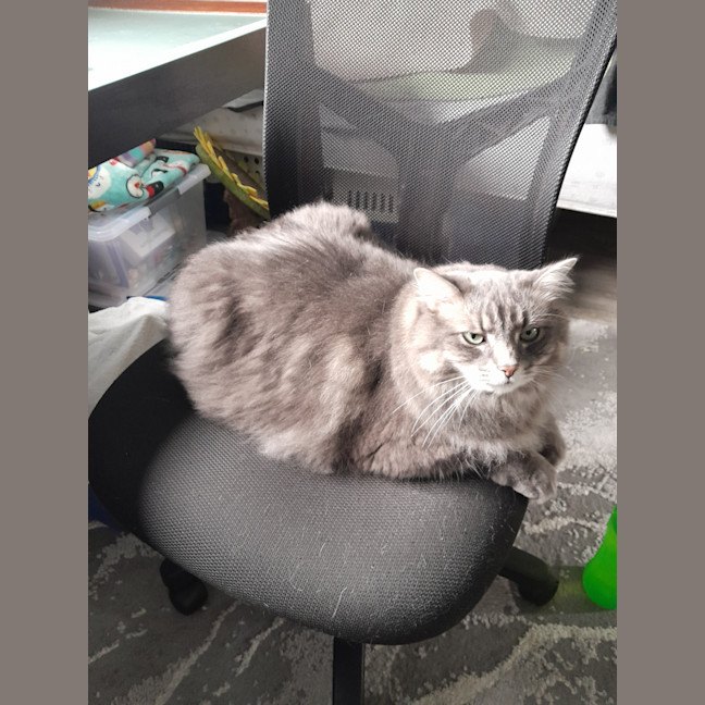 Photo of Mr Fluffy
