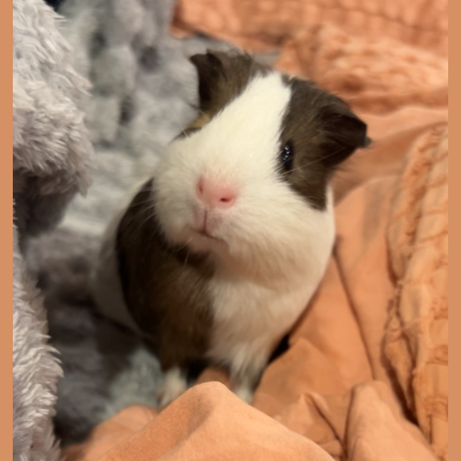 Photo of Cheeky