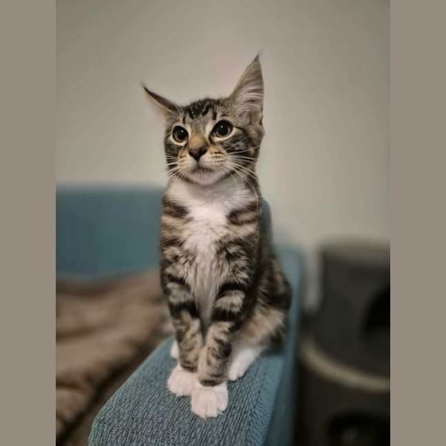 Photo of Kiwi
