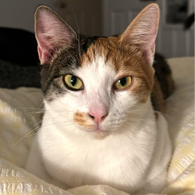 Photo of Daphne