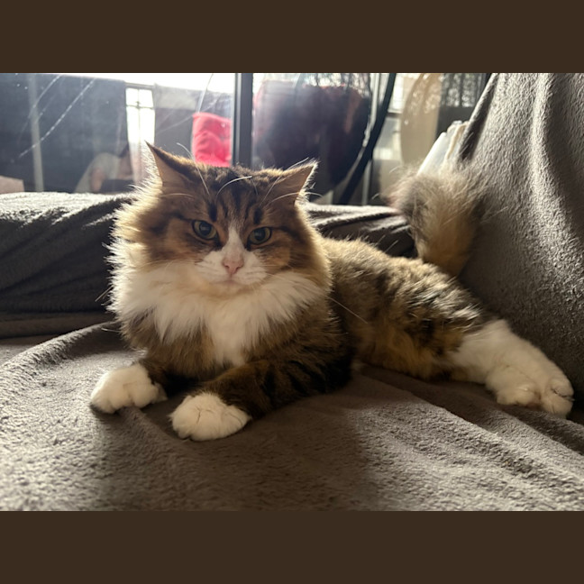 Photo of Gracie (Was Caramel Slice)