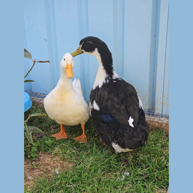 Photo of Mc Lovin