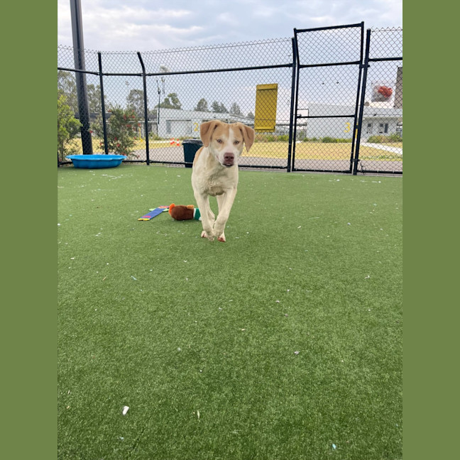 Photo of Gromit Imp 1418