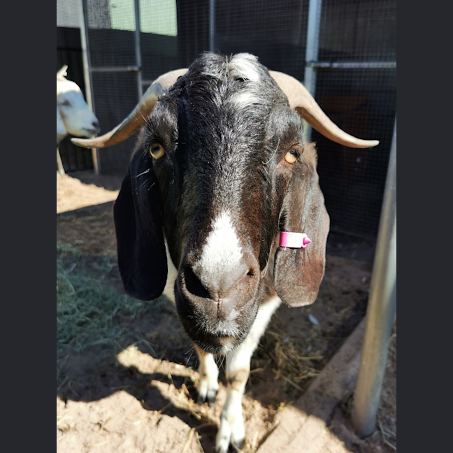 Photo of Carl