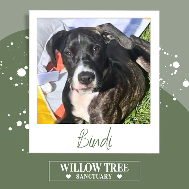 Photo of Bindi