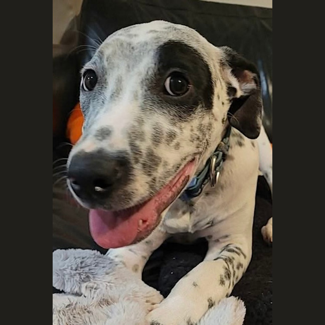 Photo of Teddy   6 Month Old Cattle Dog X
