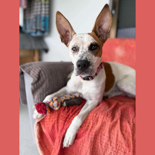 Photo of Poppy