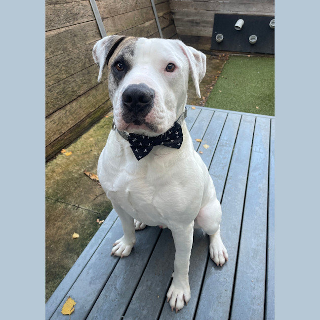 Photo of Patch