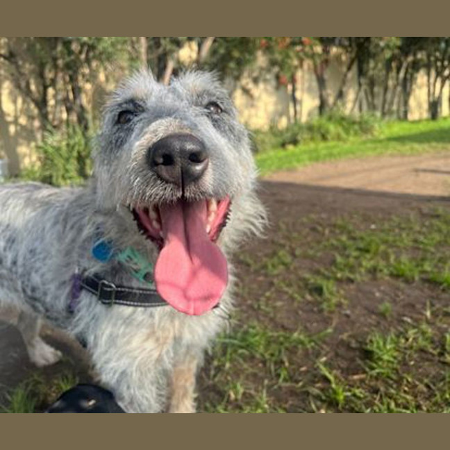 Photo of Scruffy