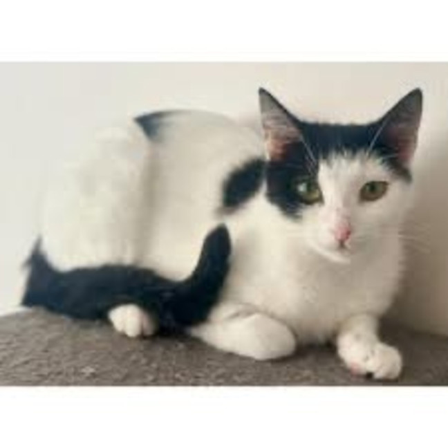 Photo of 11417   Mirabelle