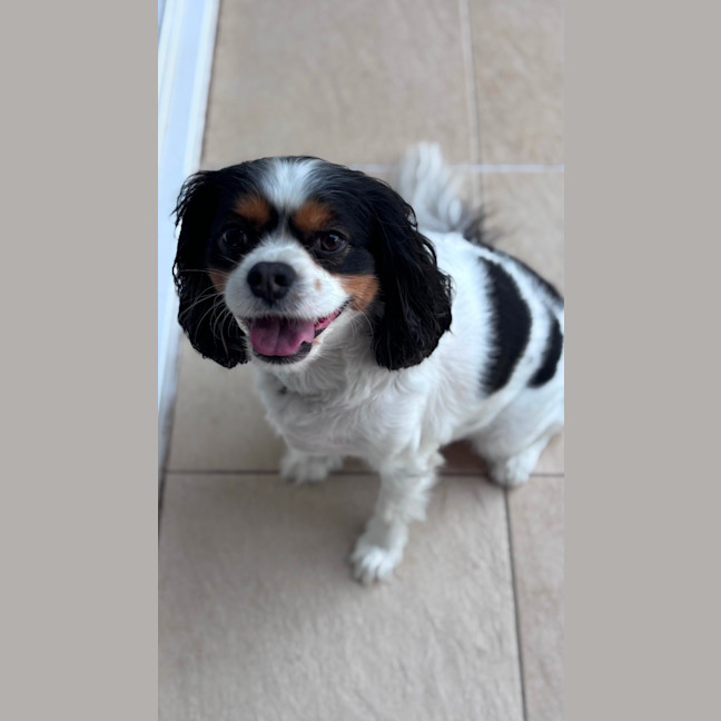 Photo of Chico