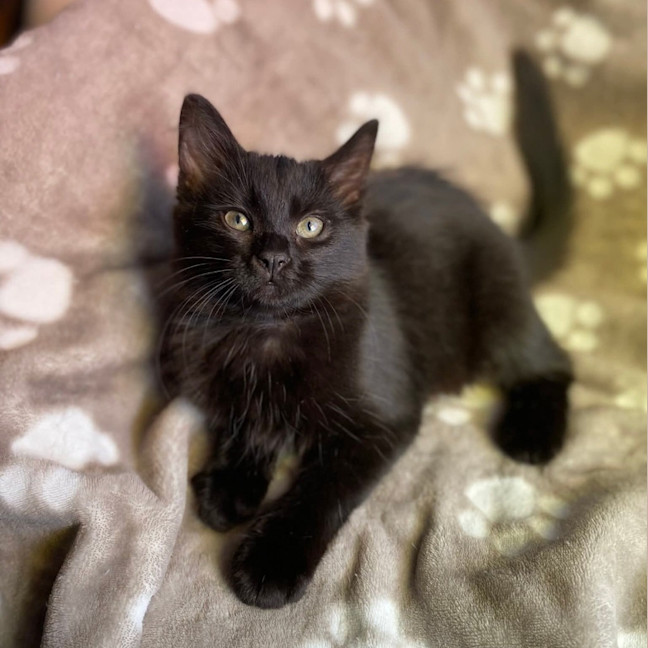 Photo of Jazz