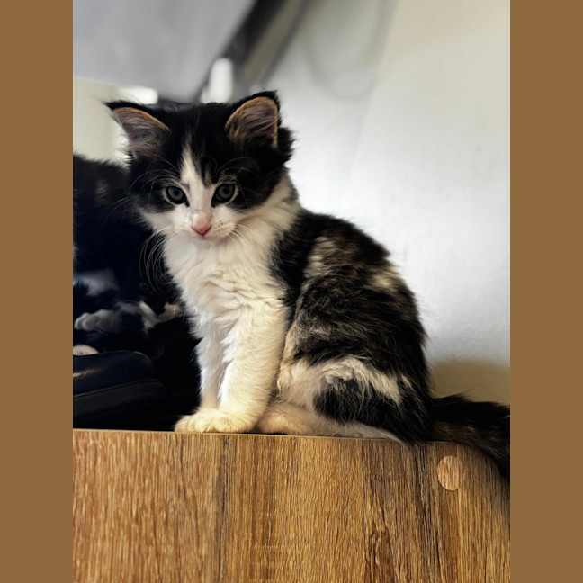 Photo of Pari (Was Coco Prev. Echo)