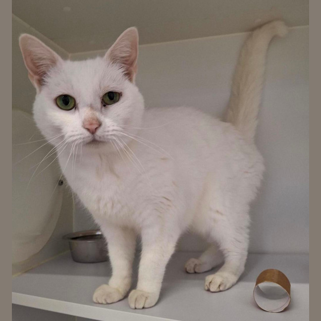 Photo of Snowbell