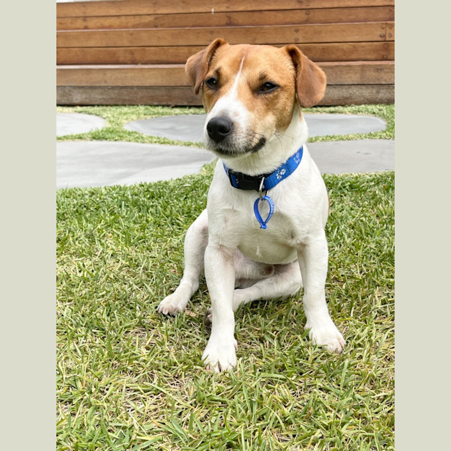 Photo of Dale   18 Month Old Jack Russell 