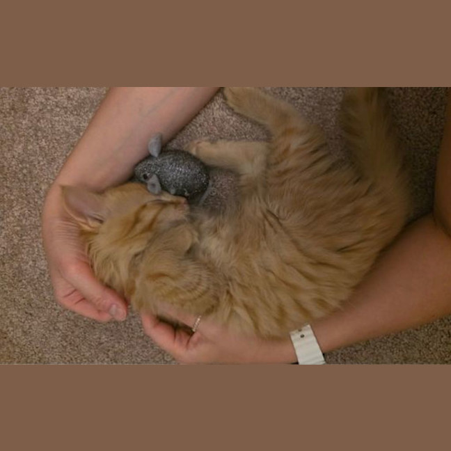 Photo of Ziva