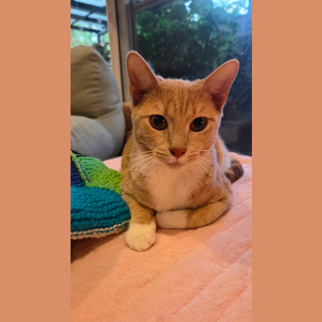 Photo of Poppyseed
