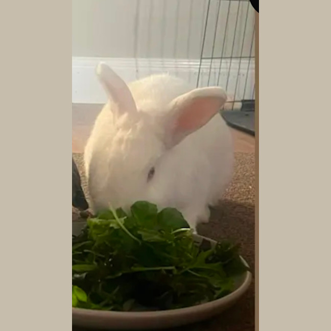 Photo of Marshmallow 