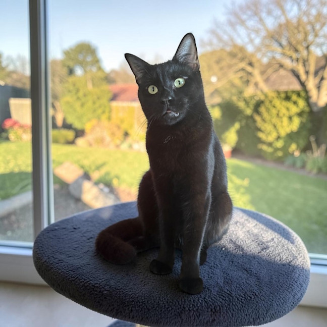 Photo of Alfie