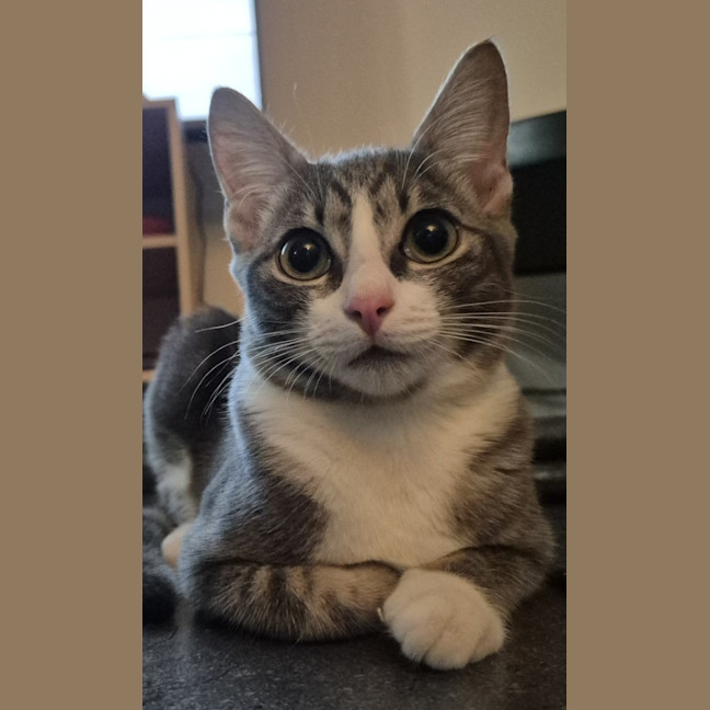 Photo of Lumi