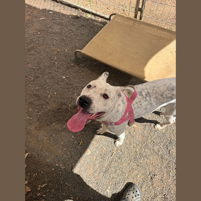Photo of Dottie