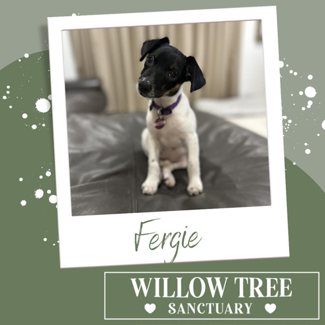 Photo of Fergie