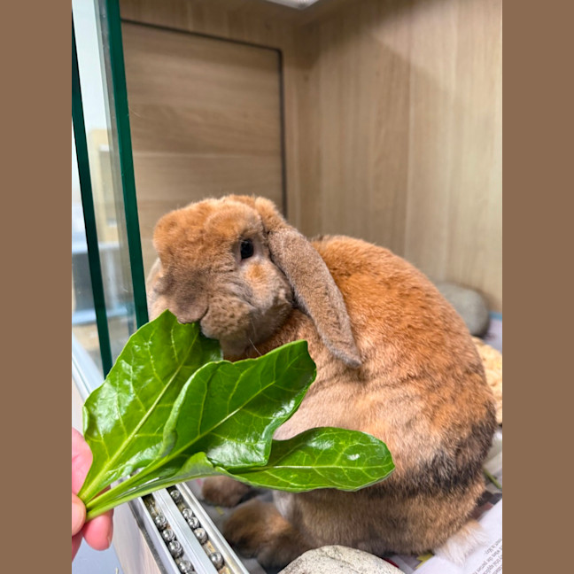 Photo of 🥗 Twitch 7043 🥗