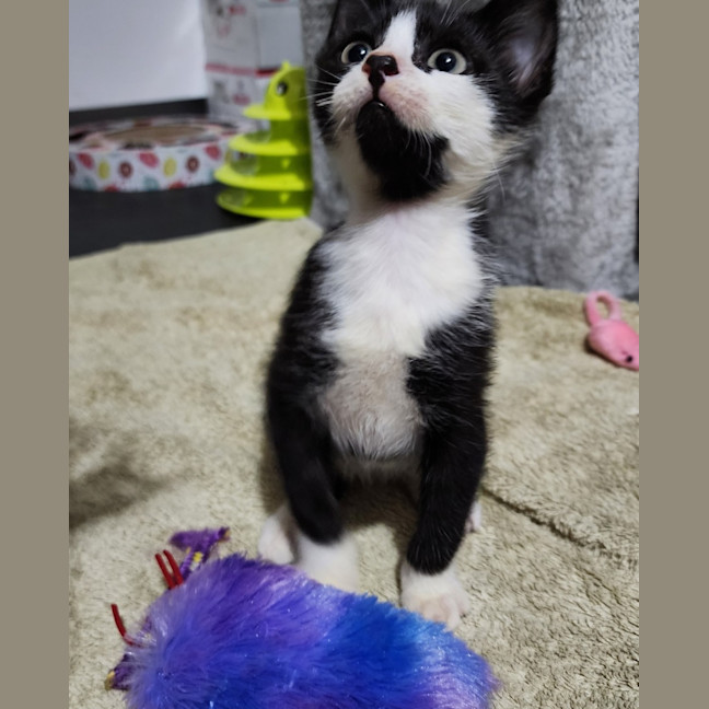 Photo of Tuxie