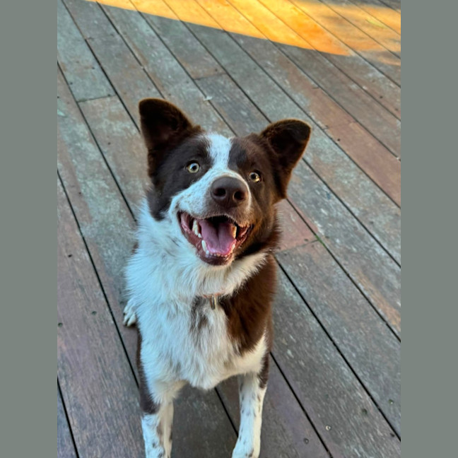 Photo of Rusty