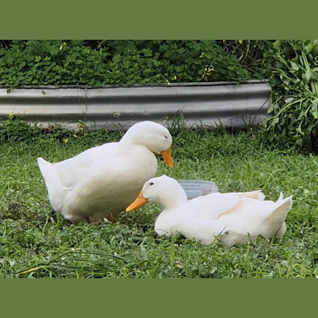 Photo of Dilly And Dally