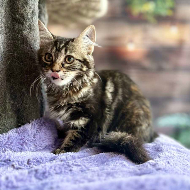 Photo of Jasmine   Located In Bentleigh