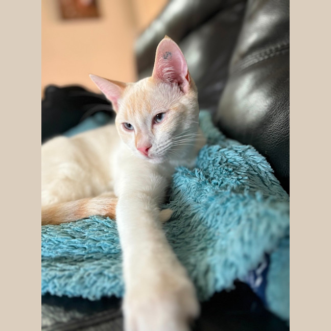 Photo of Bluey