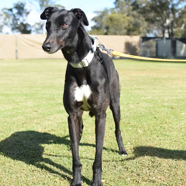 Photo of Warren The Greyhound