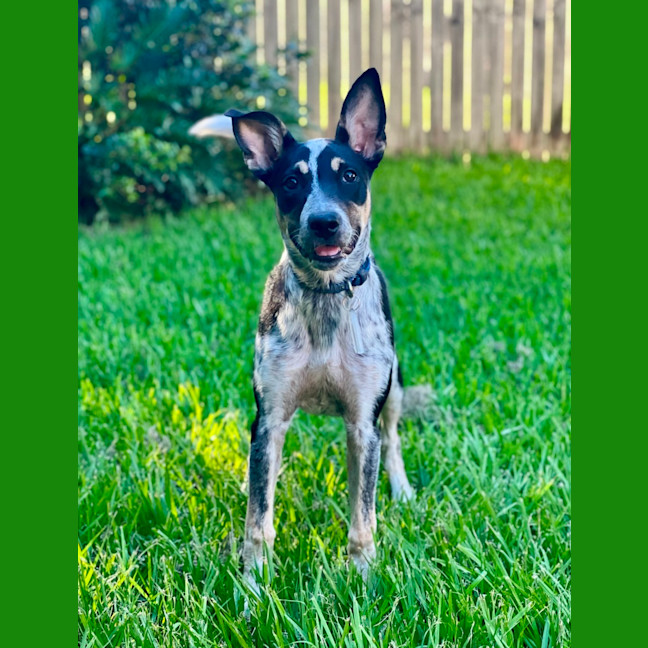 Photo of Tallulah