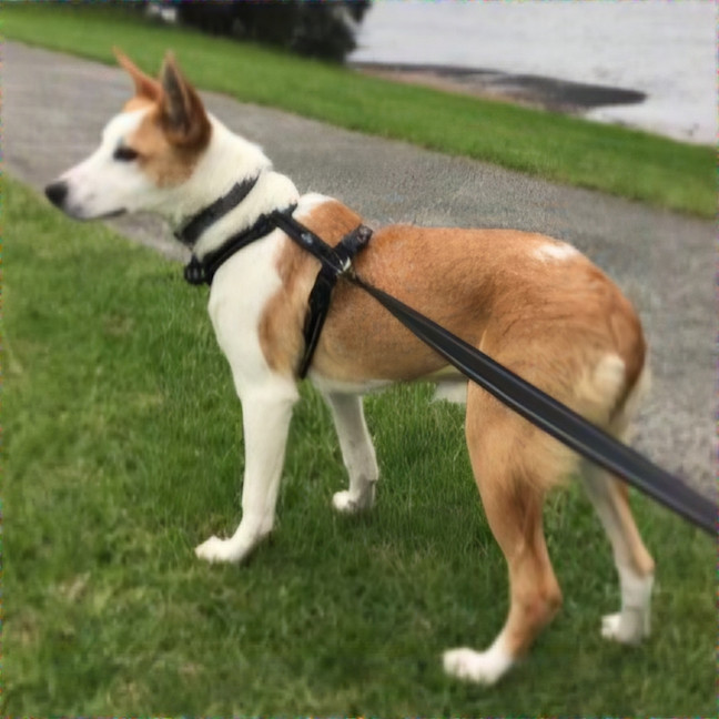 Photo of Millie