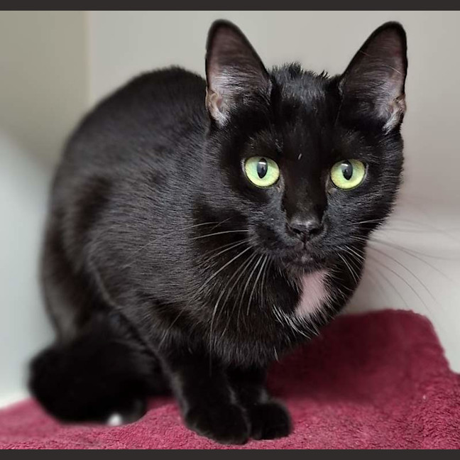 Photo of Nova