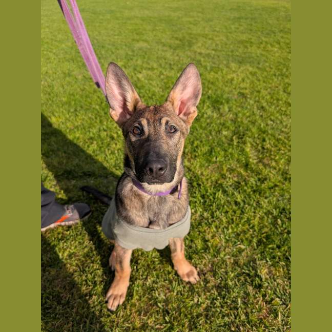 Photo of Bullet