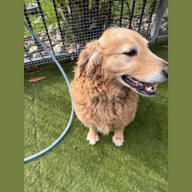 Photo of Nala