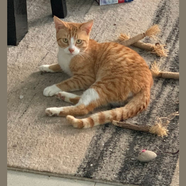 Photo of Boomer