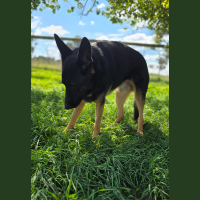 Photo of Senior Constable Bork 