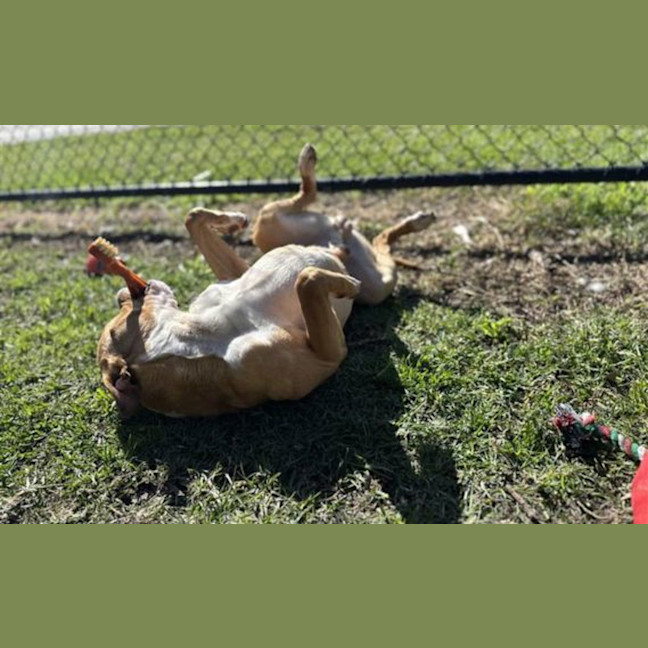 Photo of Cricket