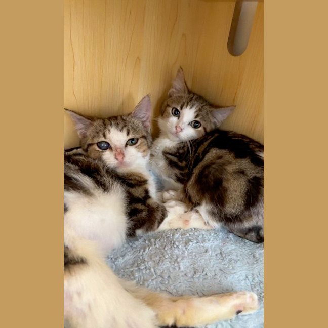 Photo of Lilo And Stitch 