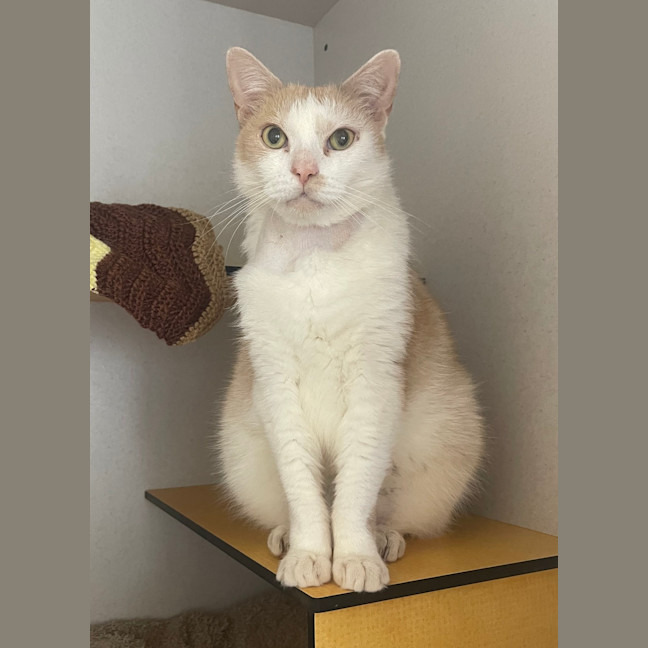 Photo of Simba