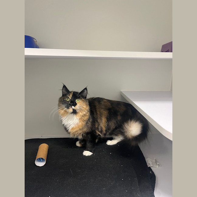 Photo of Pepsi