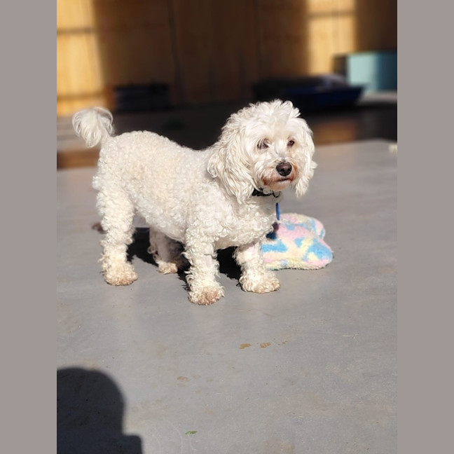 Photo of Bobby