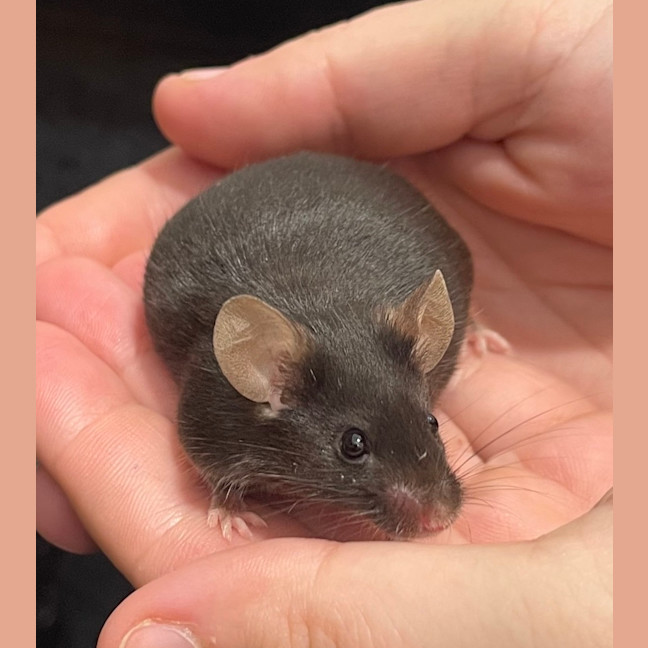 Photo of Little Muffin