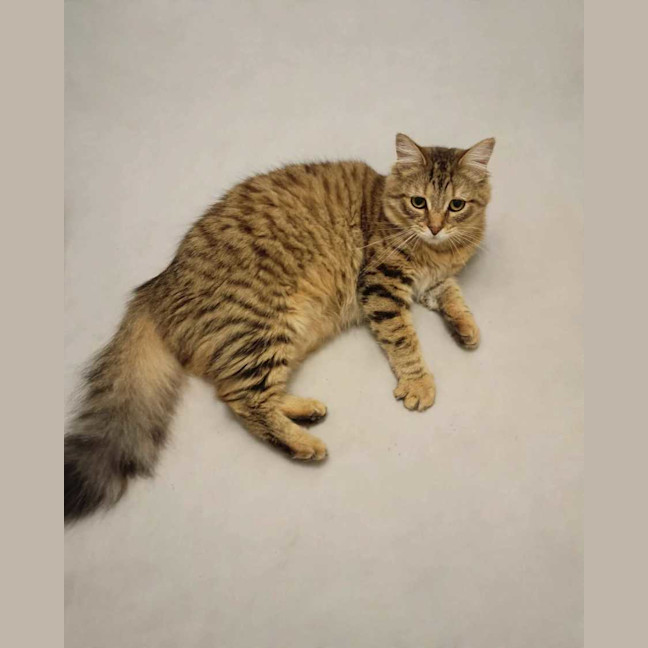Photo of Cinnamon 